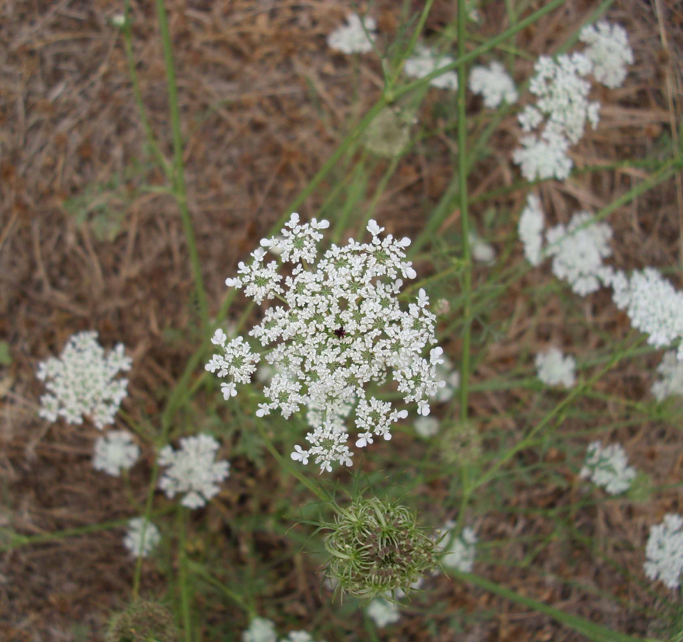 Domanda su Daucus carota